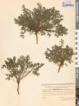 MAG 0002253
