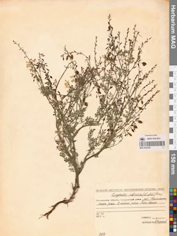 MAG 0002260