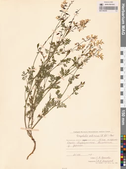MAG 0002262
