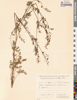 MAG 0002263