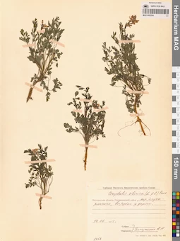 MAG 0002264
