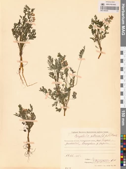MAG 0002265