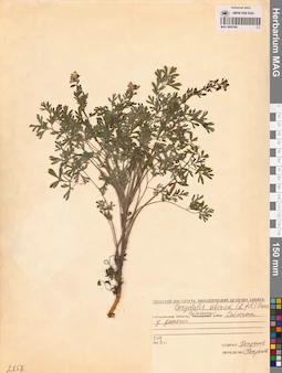 MAG 0002266
