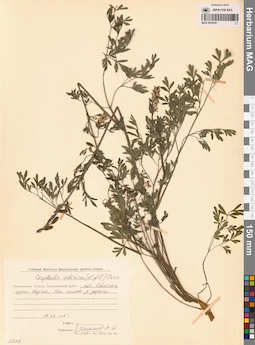 MAG 0002267