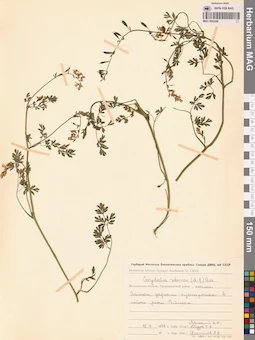 MAG 0002268