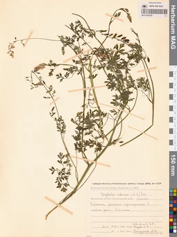 MAG 0002269