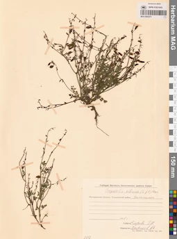 MAG 0002273