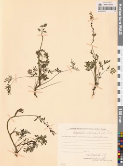 MAG 0002274