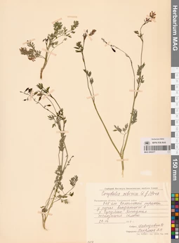 MAG 0002277