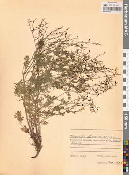 MAG 0002279