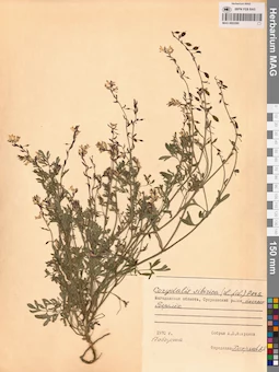 MAG 0002280