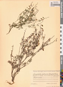 MAG 0002281