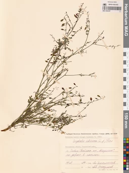 MAG 0002287