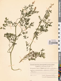 MAG 0002289
