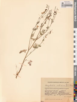 MAG 0002290