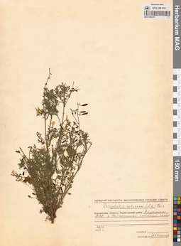 MAG 0002291