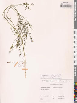 MAG 0010728
