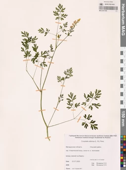 MAG 0011659