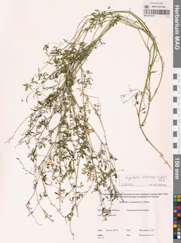 MAG 0010727