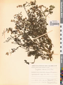 MAG 0002222