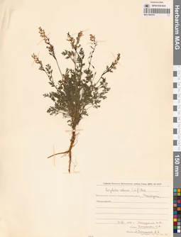 MAG 0002223