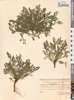 MAG 0002254