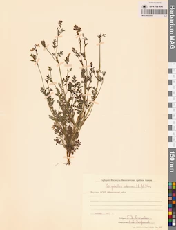 MAG 0002293
