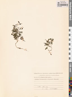 MAG 0002295