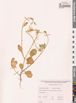 MAG 0006496
