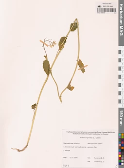 MAG 0006497