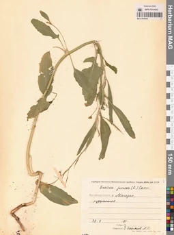 MAG 0006498