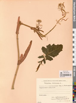MAG 0010395