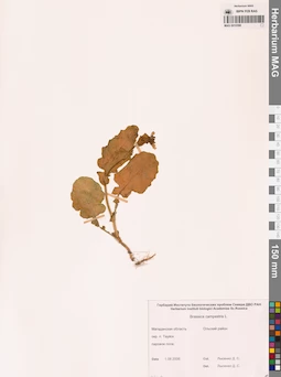 MAG 0010398