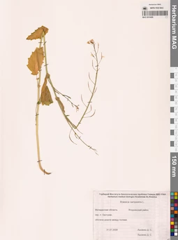 MAG 0010406
