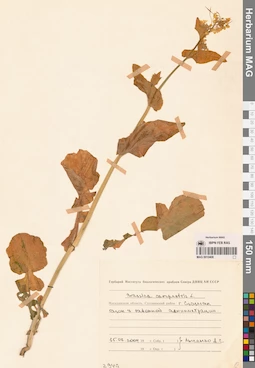 MAG 0010408