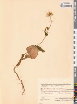 MAG 0010411