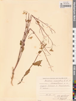 MAG 0010413