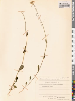 MAG 0010414