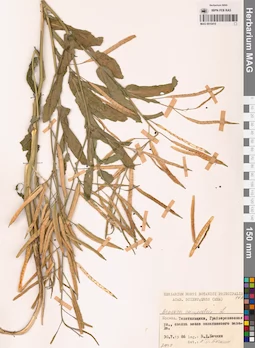 MAG 0010415