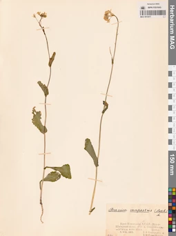 MAG 0010417