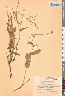 MAG 0010418