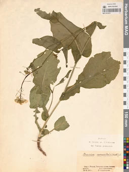 MAG 0010419