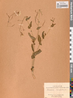 MAG 0010420