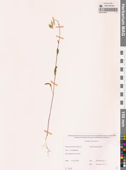 MAG 0010423