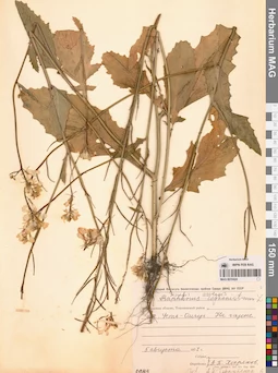 MAG 0010424
