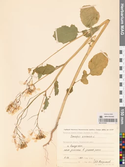 MAG 0010425