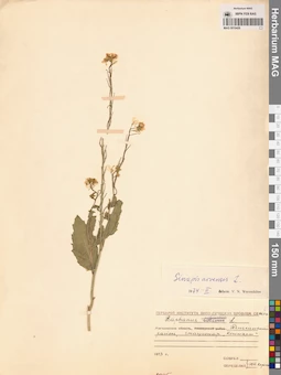 MAG 0010426