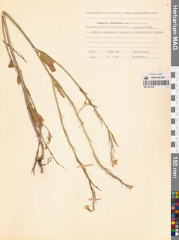 MAG 0010427