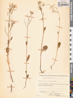 MAG 0010428