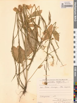 MAG 0010429
